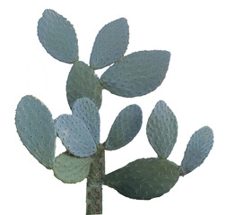 Cactus isolated on white background