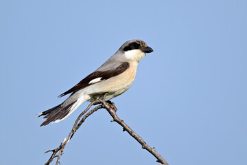 Lesser grey shrike // Schwarzstirnwürger (Lanius minor) - Danube Delta, Romania
