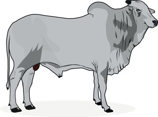 lustração vetorial de um boi Nelore, uma das raças mais reconhecidas na pecuária brasileira. O design detalhado destaca a beleza e imponência do gado branco, ideal para projetos relacionados ao agrone