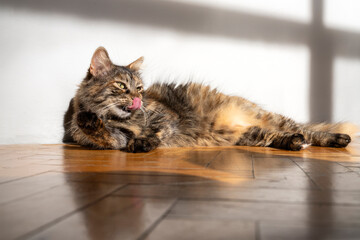 Cat with bright yellow, green  eyes looking curious, modern minimalistic background, cat pet portrait studio room with abstract light shadow reflection. cat lovers, ownership, friendship, pet theme.