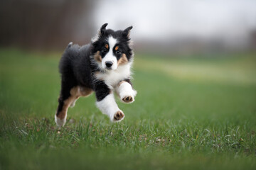 miniature american shepherd puppy running on grass