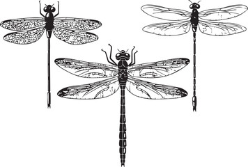 Set dragonflies. Hand drawn vector illustration