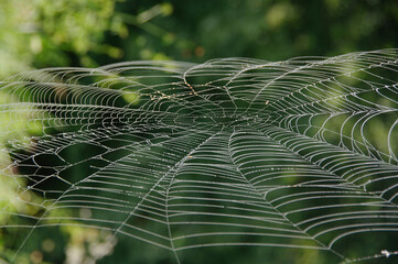 Drops of morning dew on a spider web. A spider web covered with dew drops in the sun. Nature...
