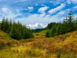 forest in the mountains