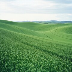 Obraz premium Lush green wheat fields undulate under a cloudy sky in a tranquil landscape during early afternoon hours. Generative AI