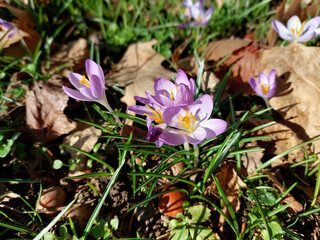 crocus - spring flowers. Light purple petals and green leaves