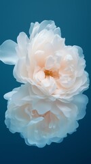 Bouquet of white roses is displayed in a vase