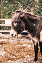 donkey in snow