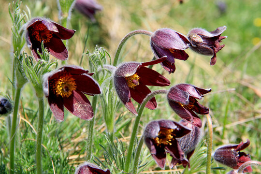 an&eacute;mone pulsatile