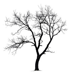 Silhouette of a dry tree with intricate branches against a bright Transparent background, silhouette dry tree on PNG background