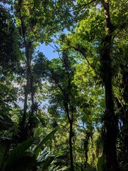 Jungle on the Gros Piton hike in Saint Lucia - January 2025