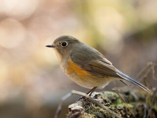 森の中で枯れ木に留まって周りを見渡しているルリビタキ