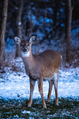 deer in the woods
