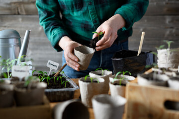 Vegetable gardener transplants tomato and pepper seedlings into peat cups. Preparing plants for...