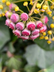 ivy berries 