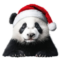 Fototapeta premium Cute panda in a Christmas hat celebrating the holiday season on a Transparent background, Panda wearing a christmas hat isolated on PNG background