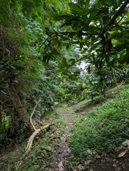 Jungle in Saint Lucia - January 2025