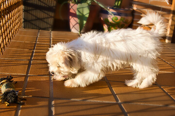 Maltese bichon puppy playing on a terrace.