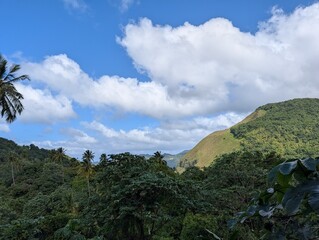  Jungle in Saint Lucia - January 2025