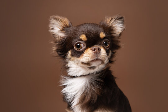 A studio portrait of a chocolate long-haired Chihuahua with a charming look, set against a rich brown background that complements its soft fur.