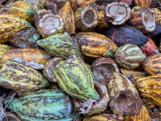 A heap of opened cocoa pods in Saint Lucia - January 2025