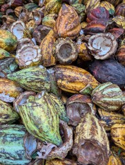 A heap of opened cocoa pods in Saint Lucia - January 2025