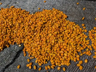 Coffee beans drying in a rack in Saint Lucia - January 2025