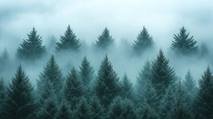 Fototapeta premium Misty forest aerial view, serene landscape, nature background, travel poster