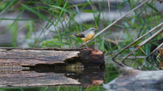 Western Yellow Wagtail, Motacilla flava in its natural habitat. Wagtail walking on dead tree trunk in a marshland, looking for insects. Slow motion 4k.