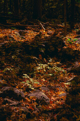 autumn forest with rocks