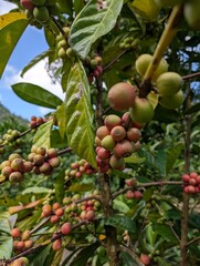 Closeup of coffee berry in Saint Lucia - January 2025 