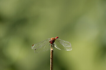 red damselfly with green background, red dragonfly in sunshine, wings of damselfly from close up, close-up Sympetrum