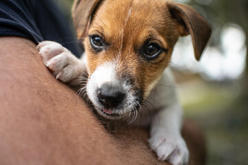 Close-up of an adorable brown and white puppy looking into the camera, with two other playful puppies blurred in the background. Captured outdoors in a vibrant and natural setting.
