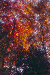 autumn colors in the forest