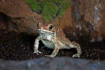 Bufo melanotictus schneider, Asian black spined toad on the grass