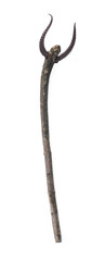 medieval wooden staff with horns isolated on white background