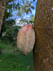 Closeup of a cocoa pod in Saint Lucia - January 2025