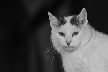 A black-and-white portrait of a white cat with dark markings, looking directly at the camera with an intense gaze. The minimalistic composition features a dark, blurred background.