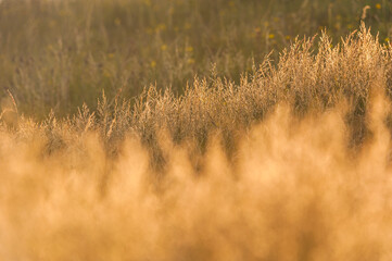 Obraz premium Golden sunlight reflecting on lush grass during a calm evening in a serene natural landscape