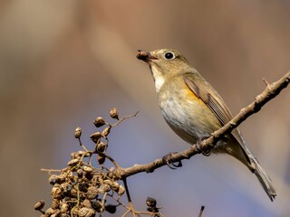 ハゼの実を食べに来たルリビタキ
