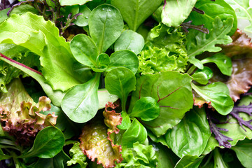 Mix of different salad greens close up. Lettuce, escalora, spinach, frisee, ramen, radicchio, valeriana, arugula and beet greens. Healthy low-calorie food for diet. Macro photo