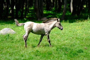 Polish Konik © Andrejs Skangals