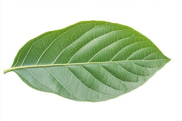 Obraz premium Single Green Leaf: Detailed Veins, Natural Serenity