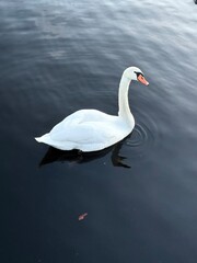 swan on the lake