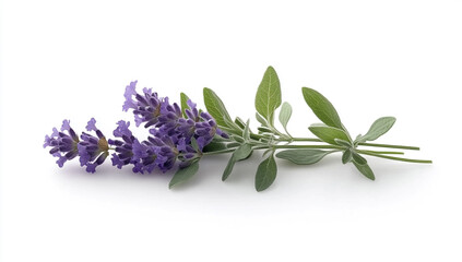 Purple Lavender Flowers with Green Leaves