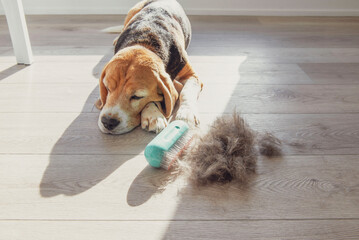 dog hair on the floor after brushing a beagle