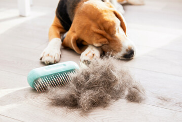 dog hair on the floor after brushing a beagle