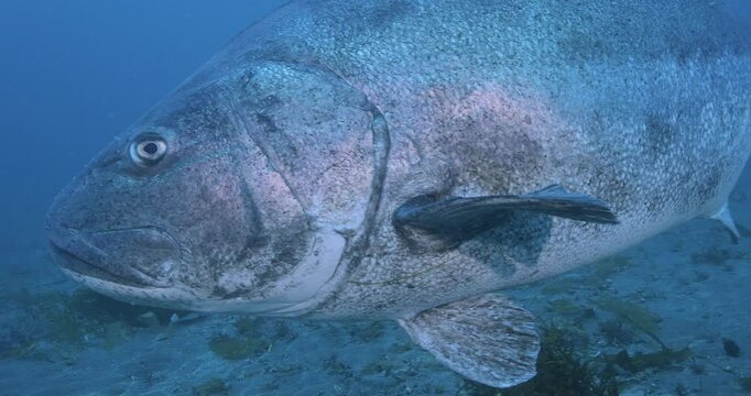  Giant black seabass very close.