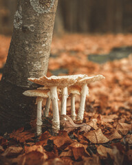 mushroom fall