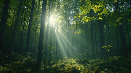 Obraz premium Sunbeams Illuminate Lush Green Forest Canopy